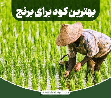 بهترین کود برای برنج