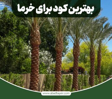 بهترین کود برای خرما