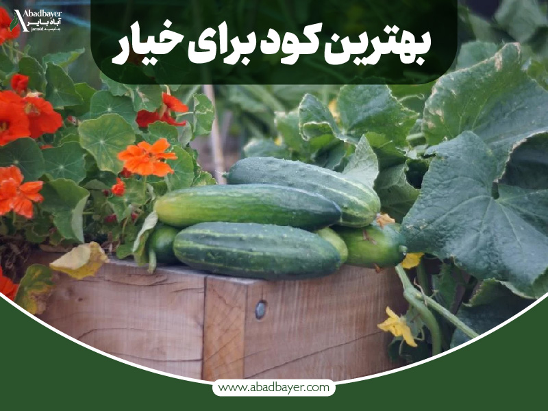 بهترین کود برای خیار