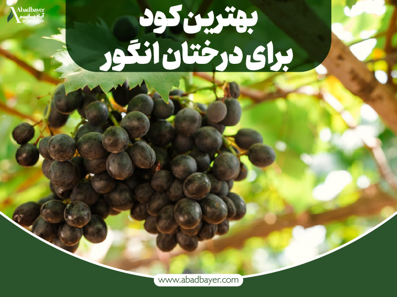 بهترین کود برای درختان انگور