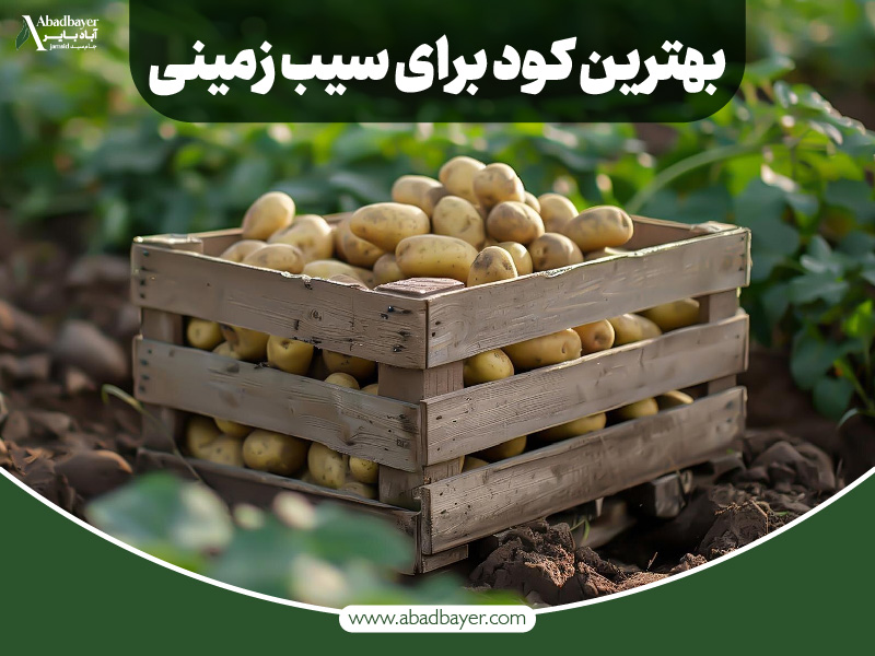 بهترین کود برای سیب زمینی