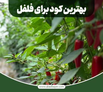 بهترین کود برای فلفل