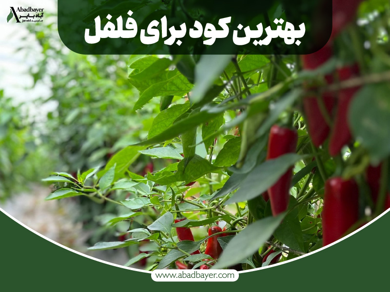 بهترین کود برای فلفل