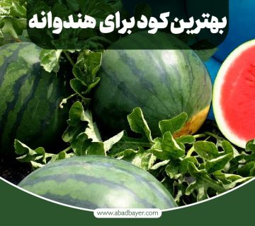 بهترین کود برای هندوانه
