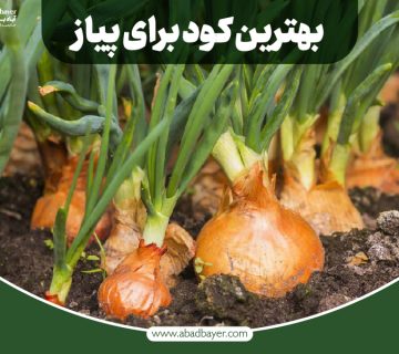بهترین کود برای پیاز