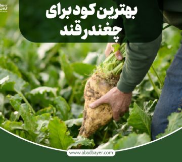 بهترین کود برای چغندر قند