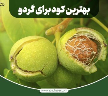 بهترین کود برای گردو