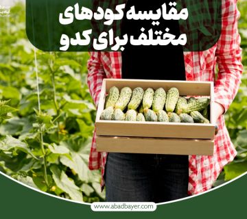 مقایسه کود های مختلف برای کدو