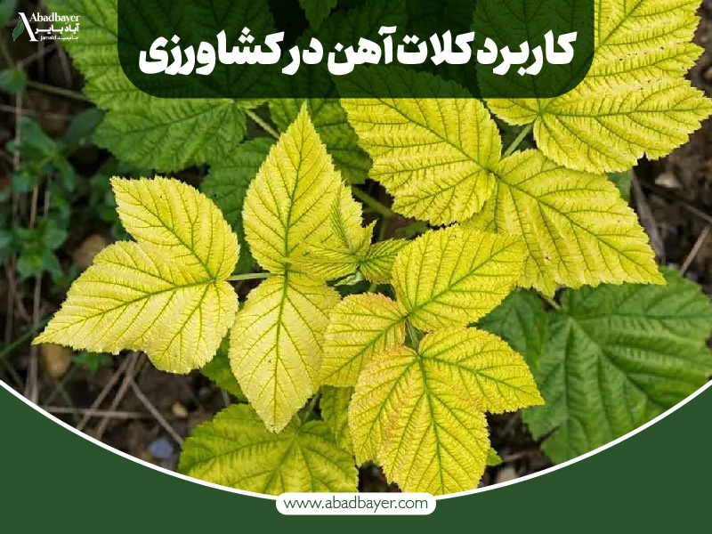 کاربرد کلات آهن در کشاورزی