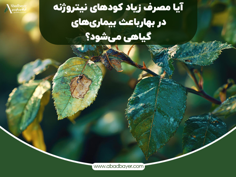 آیا مصرف زیاد کود ازته در بهار باعث بیماری های گیاهی می شود