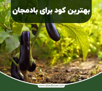 بهترین کود برای بادمجان