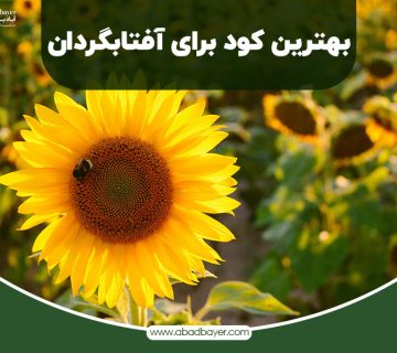 بهترین کود برای افتابگردان
