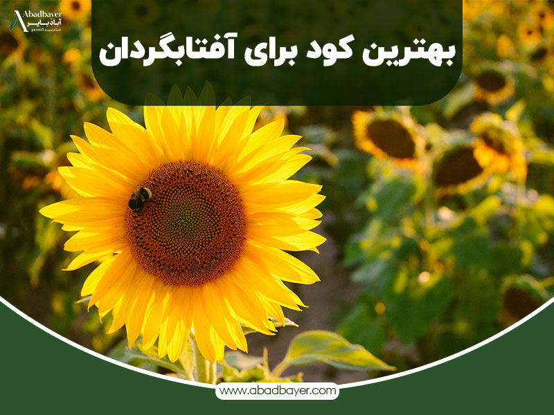 بهترین کود برای افتابگردان