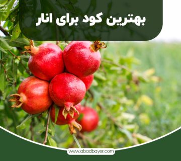 بهترین کود برای انار