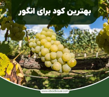 بهترین کود برای انگور