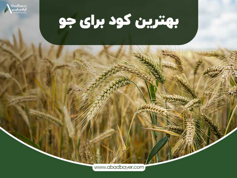 بهترین کود برای جو