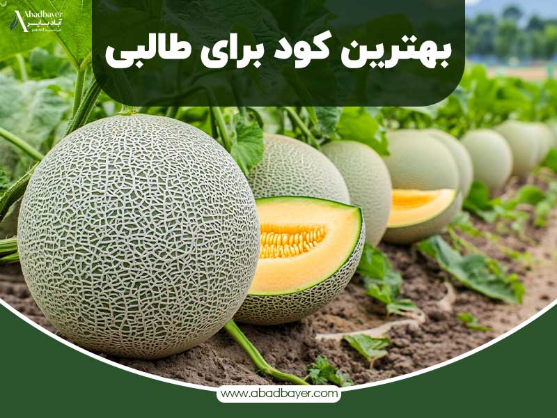 بهترین کود برای طالبی