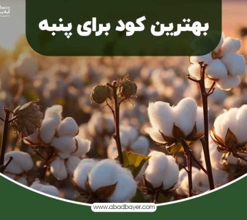 بهترین کود برای پنبه