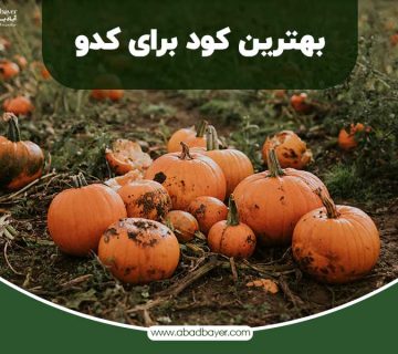 بهترین کود برای کدو