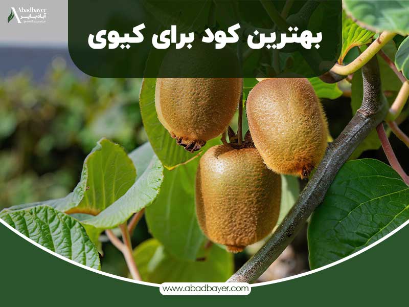 بهترین کود برای کیوی