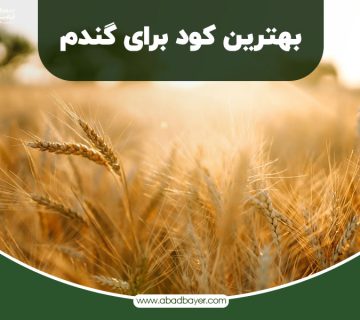 بهترین کود برای گندم