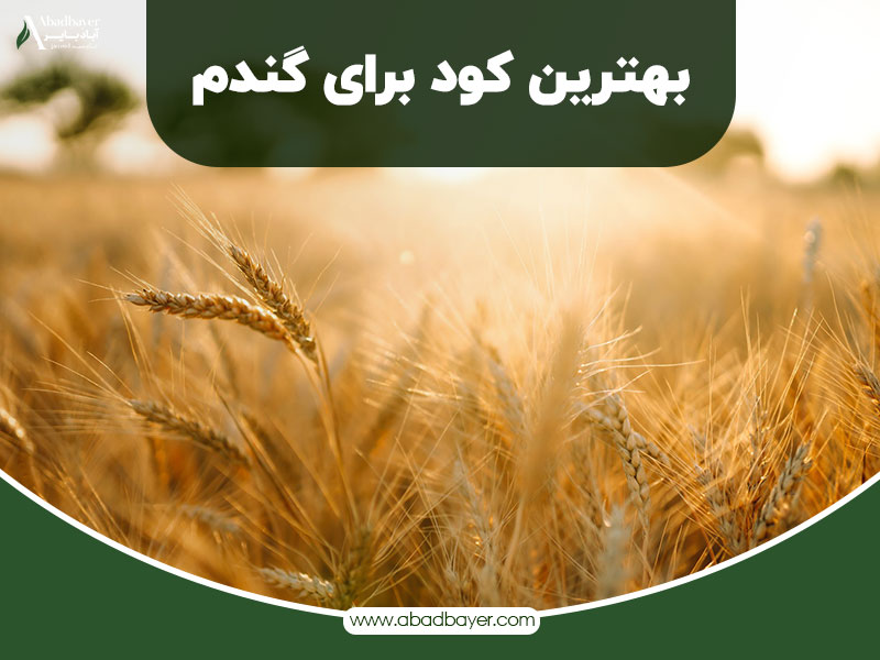 بهترین کود برای گندم