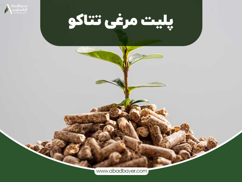 پلیت مرغی تتاکو