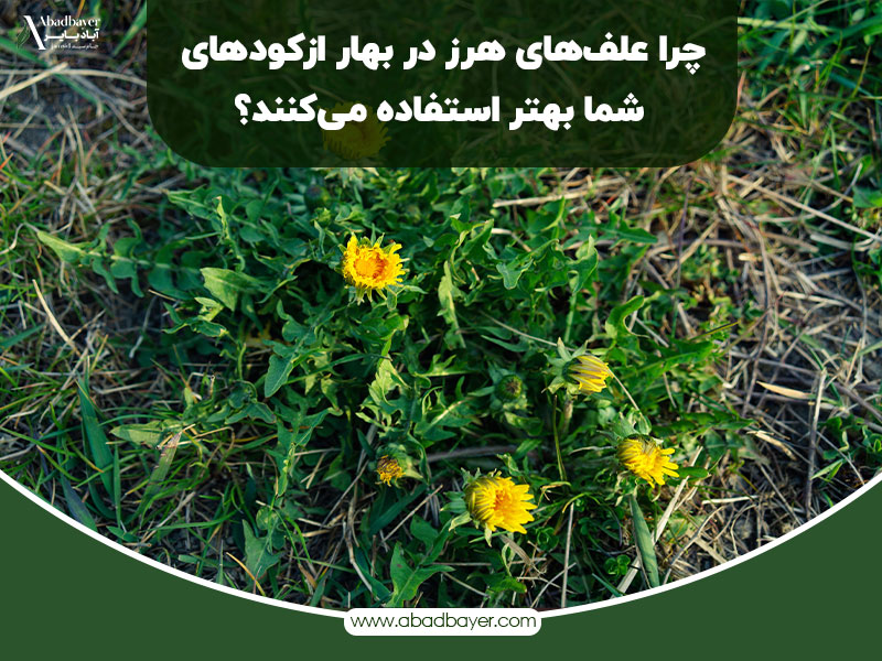 چرا علف های هرز در بهار از کود های شما بهتر استفاده میکنند