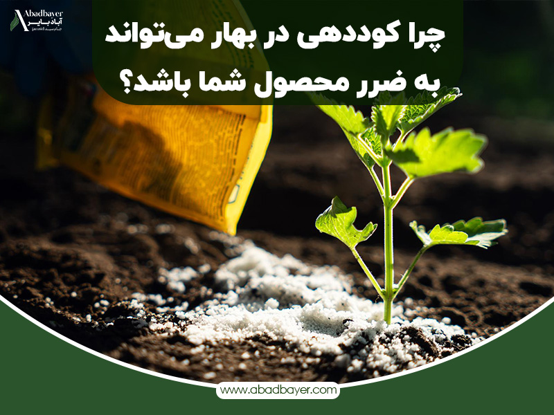 چرا کوددهی بهاره میتواند به ضرر محصول شما باشد؟