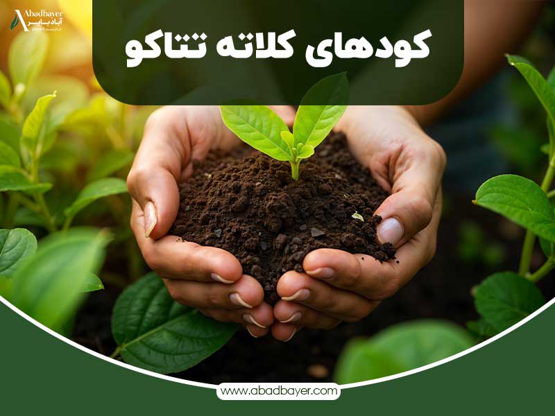 کود های کلاته تتاکو