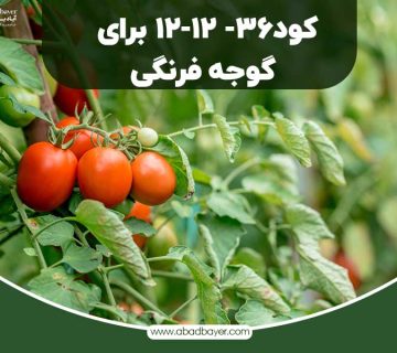 کود 36 12 12 برای گوجه فرنگی