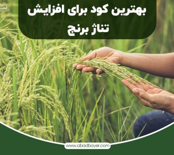بهترین کود برای افزایش تناژ برنج