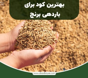 بهترین کود برای باردهی برنج