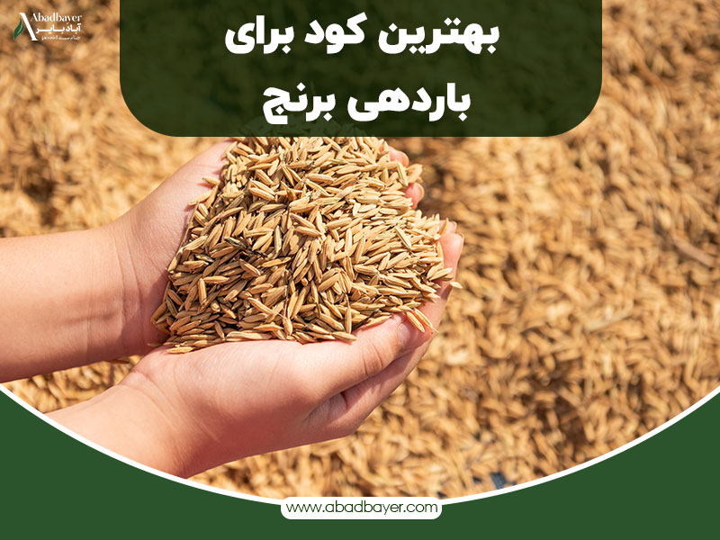 بهترین کود برای باردهی برنج