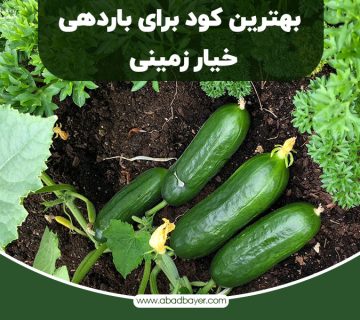بهترین کود برای باردهی خیارزمینی