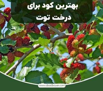 بهترین کود برای درخت توت