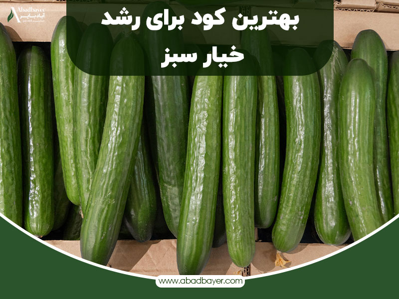 بهترین کود برای رشد خیارسبز