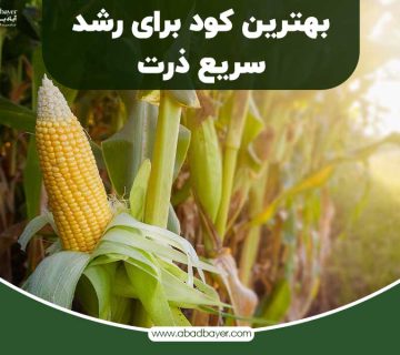 بهترین کود برای رشد سریع ذرت