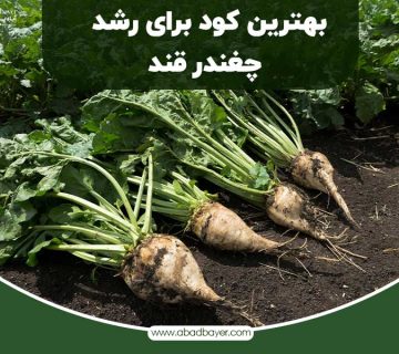 بهترین کود برای رشد چغندرقند