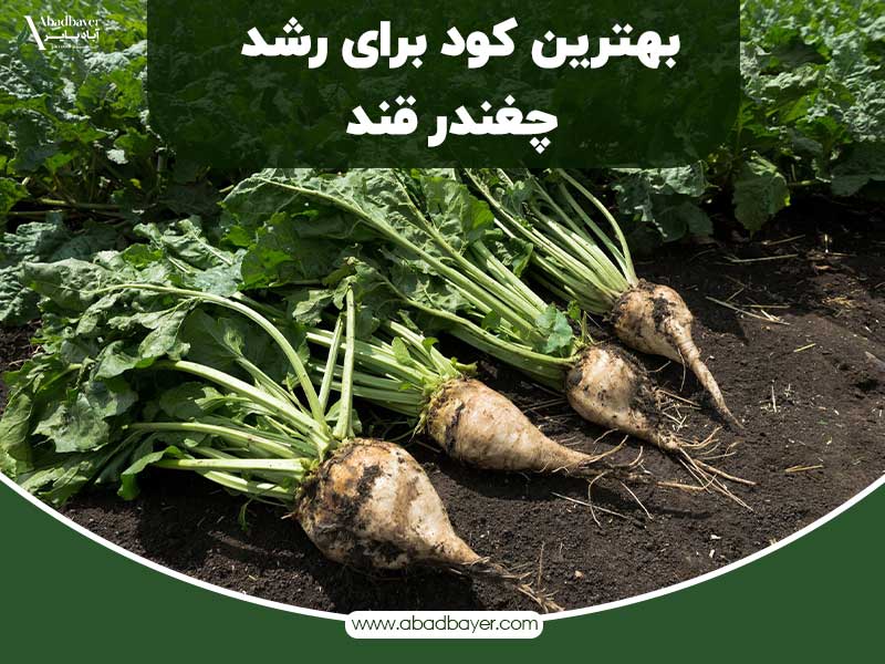بهترین کود برای رشد چغندرقند