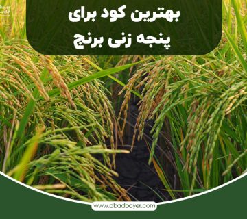 بهترین کود برای پنجه زنی برنج