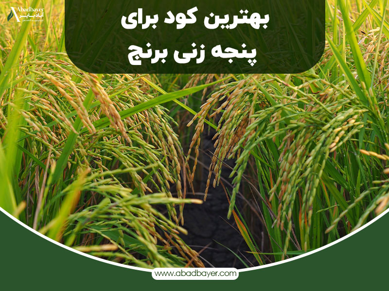 بهترین کود برای پنجه زنی برنج