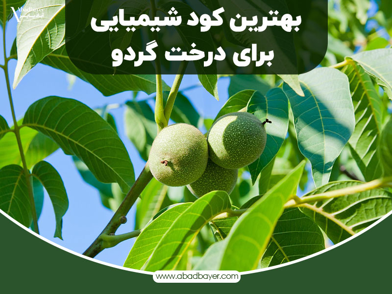 بهترین کود شیمیایی برای درخت گردو