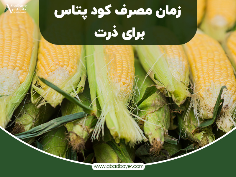 زمان مصرف کود پتاس برای ذرت
