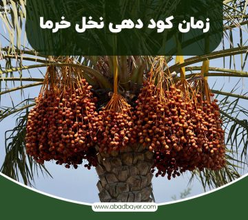 زمان کود دهی نخل خرما