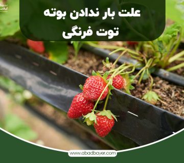 علت بار ندادن بوته توت فرنگی
