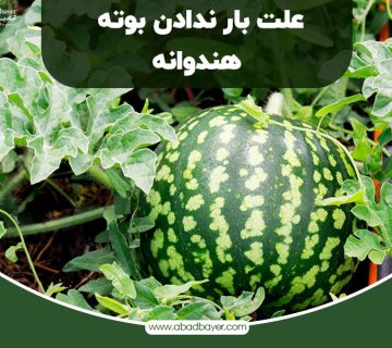 علت بار ندادن بوته هندوانه