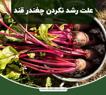 علت رشد نکردن چغندرقند