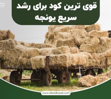 قوی ترین کود برای رشد سریع یونجهه