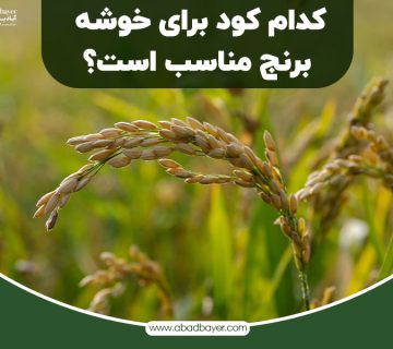 کدام کود برای خوشه برنج مناسب است